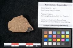 Foto (Objekt + Etikett) von Araucaria sternbergii Goeppert (NHMW-GEO-2024-0188-8292)